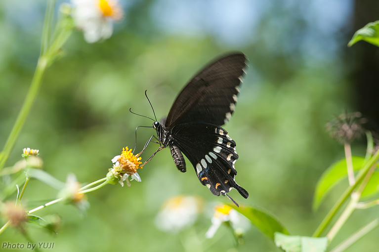 シロオビアゲハ Papilio polytes