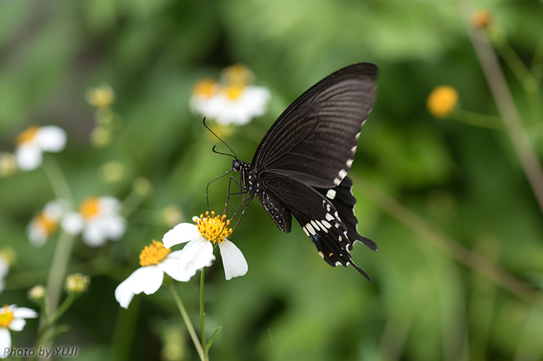シロオビアゲハ Papilio polytes