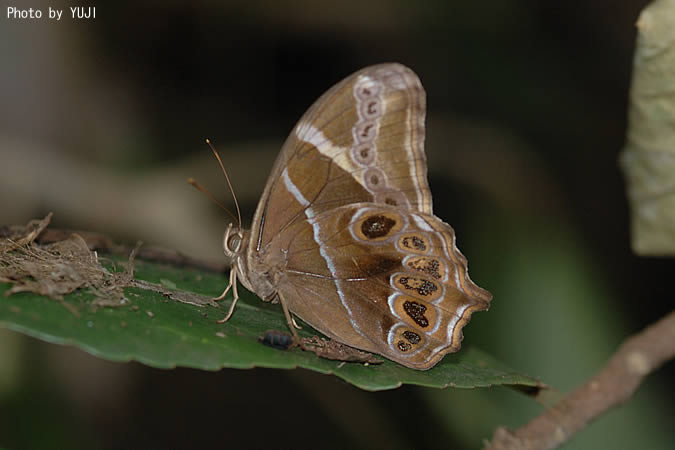 シロオビヒカゲ Lethe europa pavida