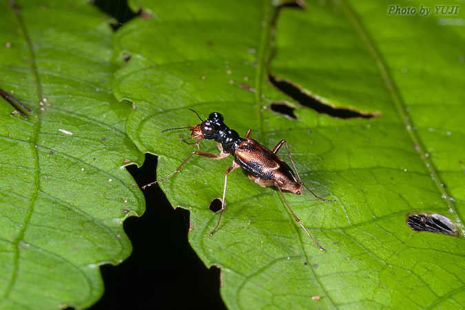 シロスジメダカハンミョウ Therates alboobliquatus