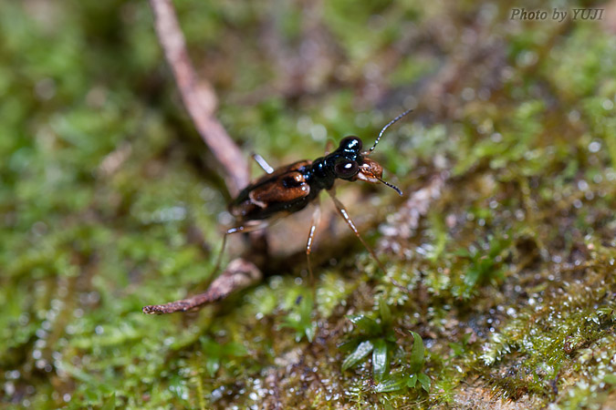 シロスジメダカハンミョウ Therates alboobliquatus