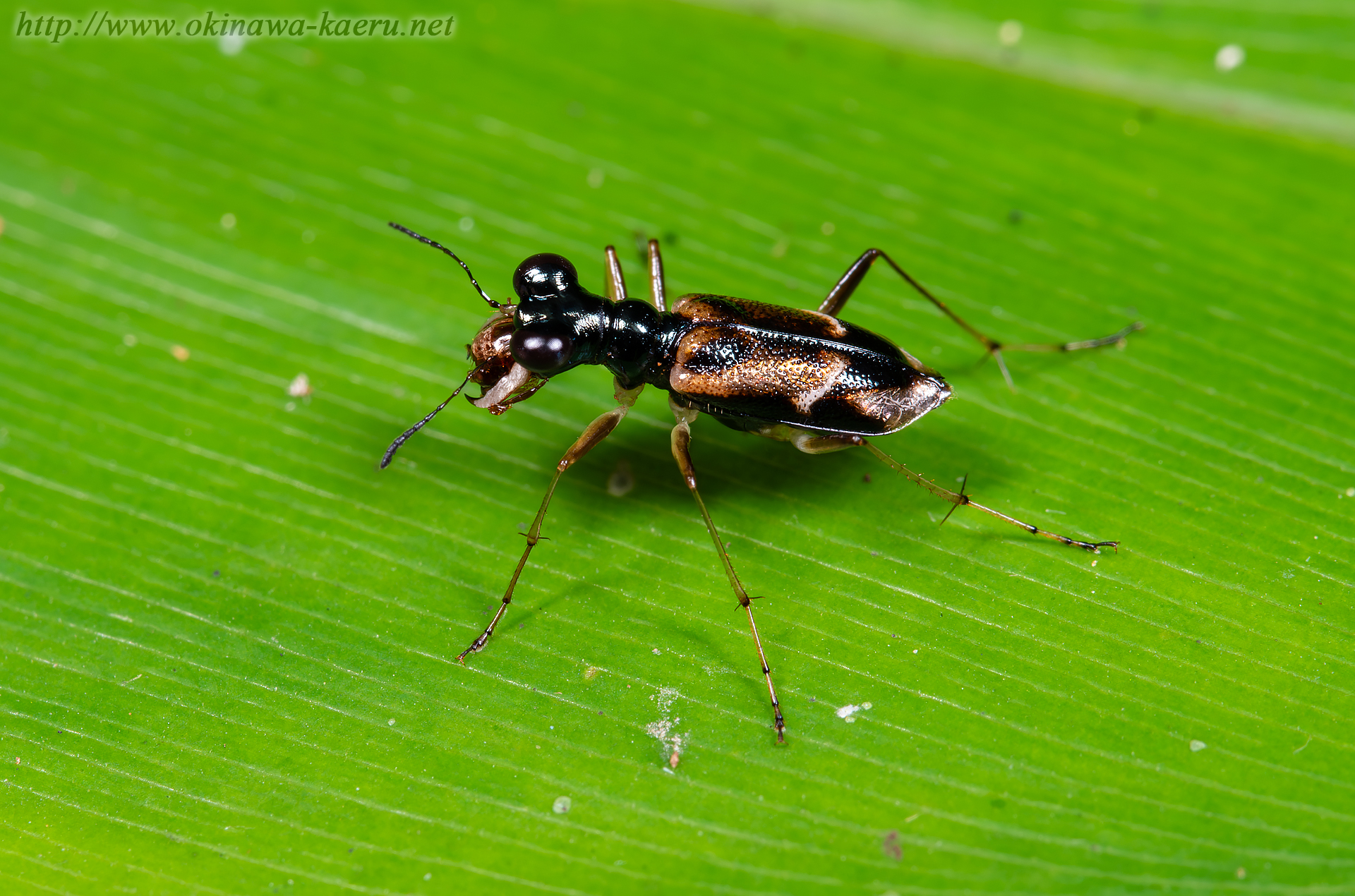 シロスジメダカハンミョウの画像