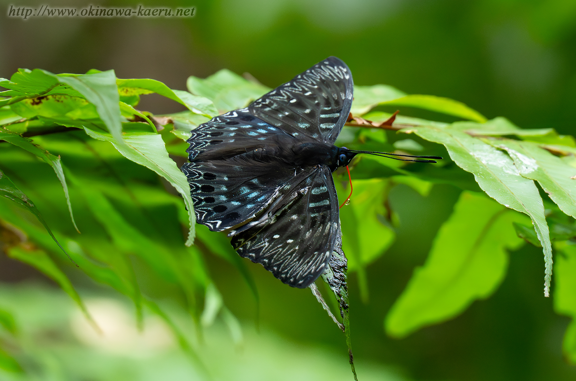 スミナガシの画像
