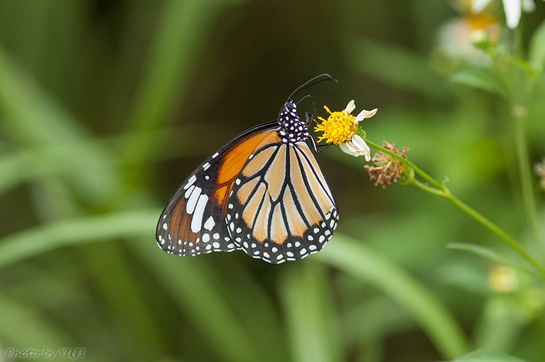 スジグロカバマダラ Anosia genutia