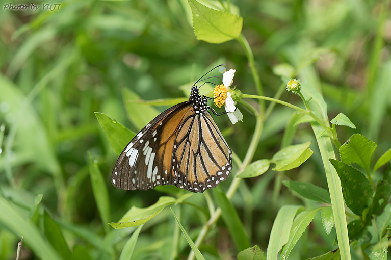 スジグロカバマダラ Anosia genutia