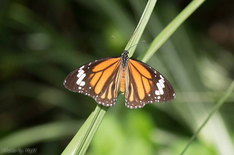 スジグロカバマダラ Anosia genutia