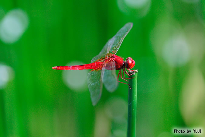 タイリクショウジョウトンボ Crocothemis servilia servilia