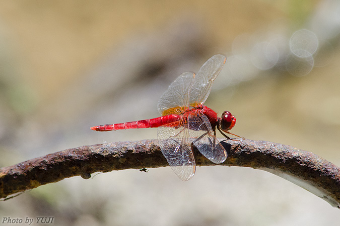 タイリクショウジョウトンボ Crocothemis servilia servilia