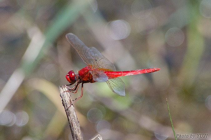 タイリクショウジョウトンボ Crocothemis servilia servilia