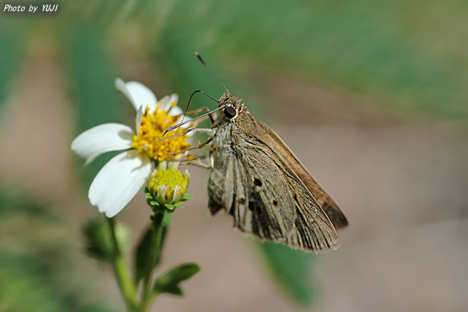 タイワンクロボシセセリ Suastus gremius