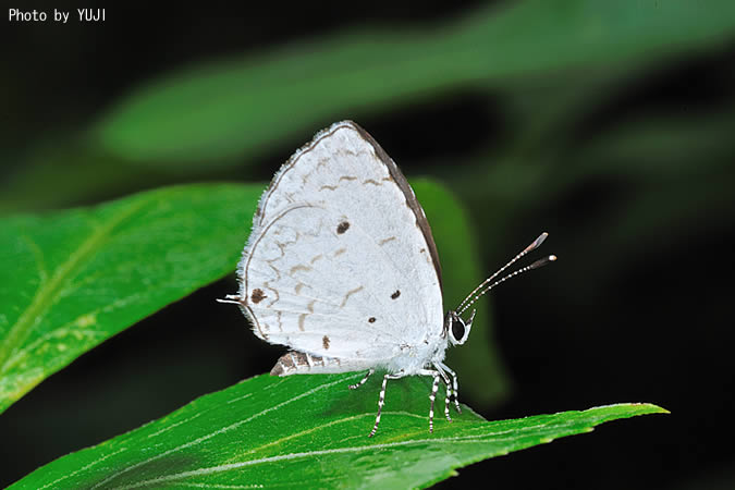 タイワンクロホシシジミ Megisba malaya sikkima