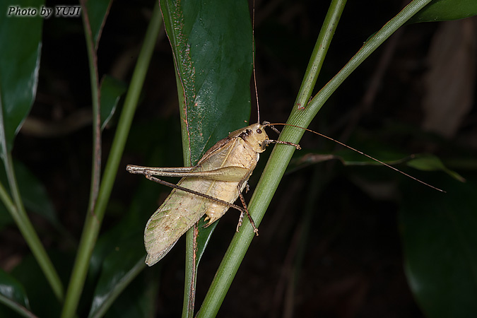 タイワンクツワムシ Mecopoda elongata