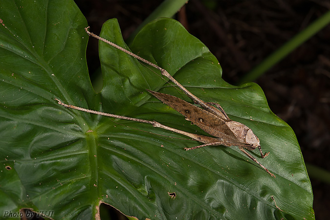 タイワンクツワムシ Mecopoda elongata