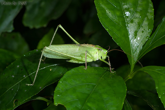 タイワンクツワムシ Mecopoda elongata