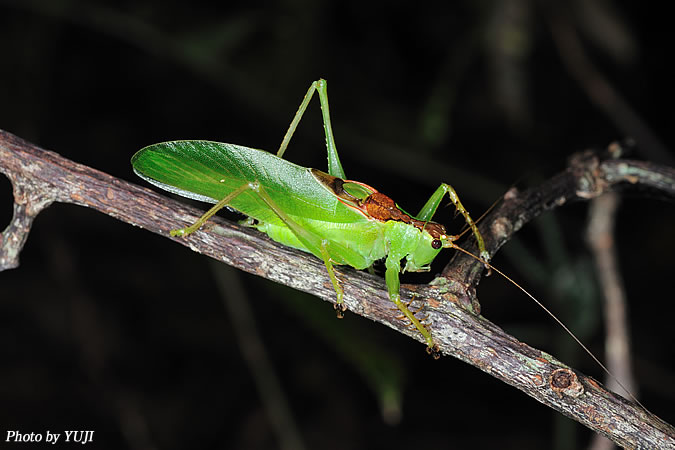 タイワンウマオイ Hexacentrus unicolor