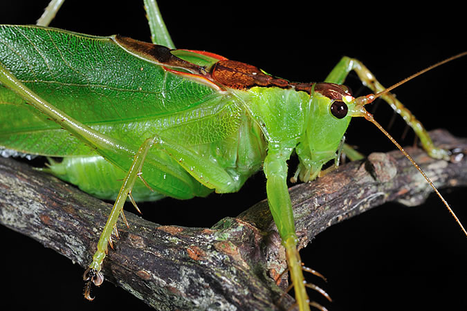 タイワンウマオイ Hexacentrus unicolor