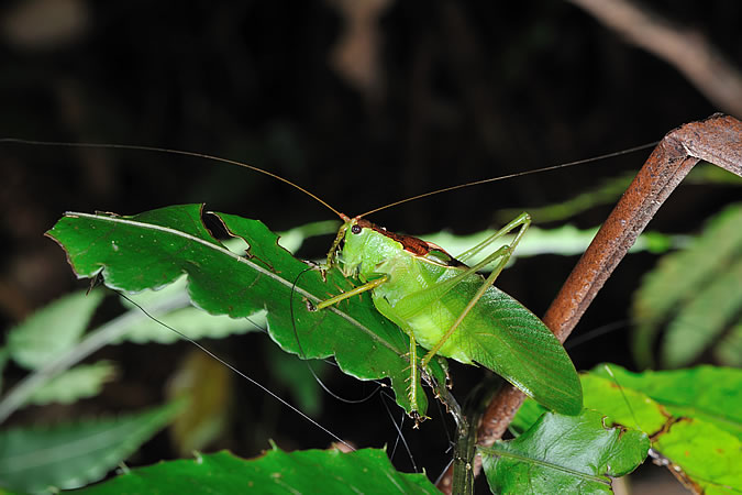 タイワンウマオイ Hexacentrus unicolor