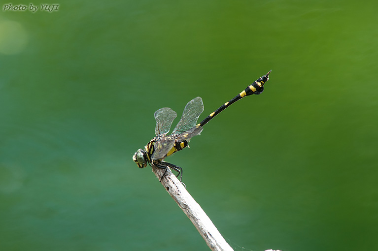 タイワンウチワヤンマ Ictinogomphus pertinax