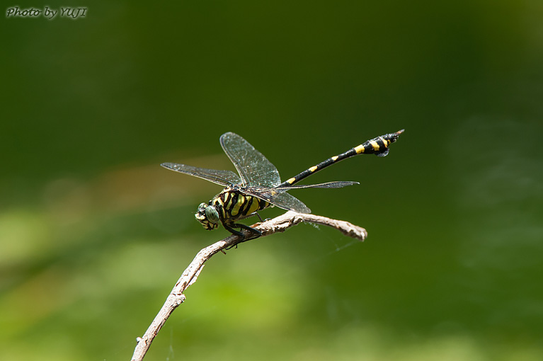 タイワンウチワヤンマ Ictinogomphus pertinax