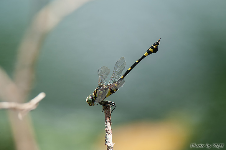 タイワンウチワヤンマ Ictinogomphus pertinax