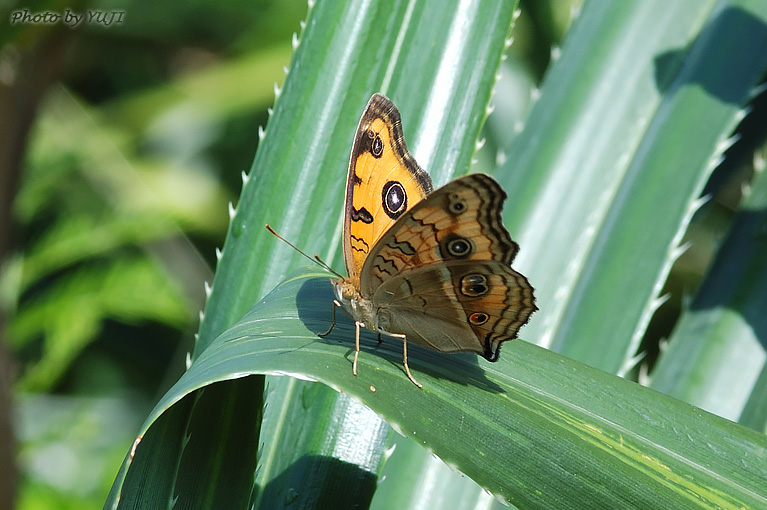 タテハモドキ Junonia almana almana