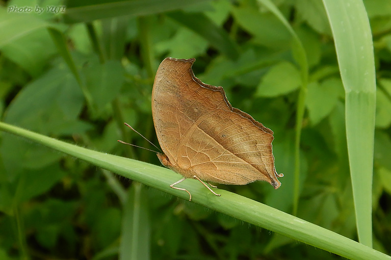 タテハモドキ Junonia almana almana