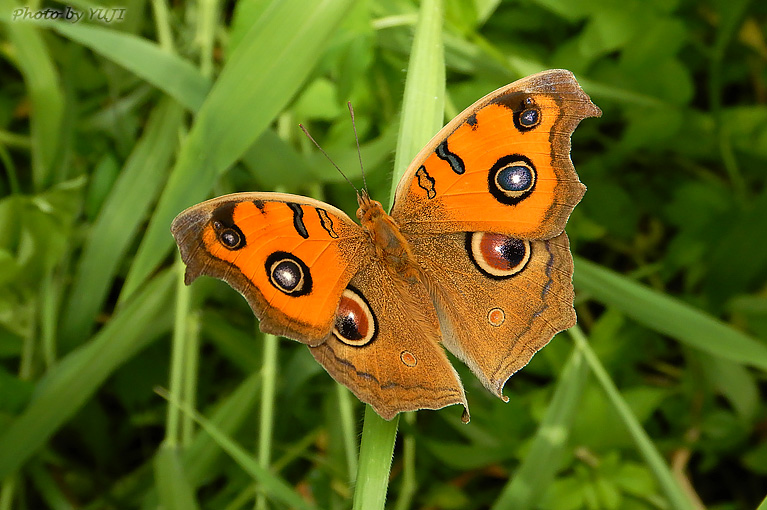 タテハモドキ Junonia almana almana