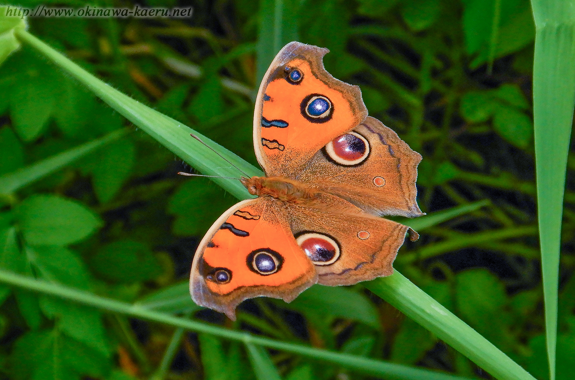 タテハモドキの画像