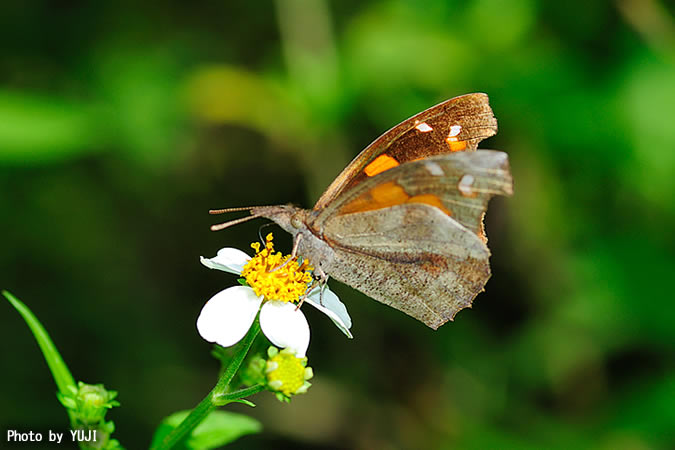 テングチョウ Libythea celtis amamiana