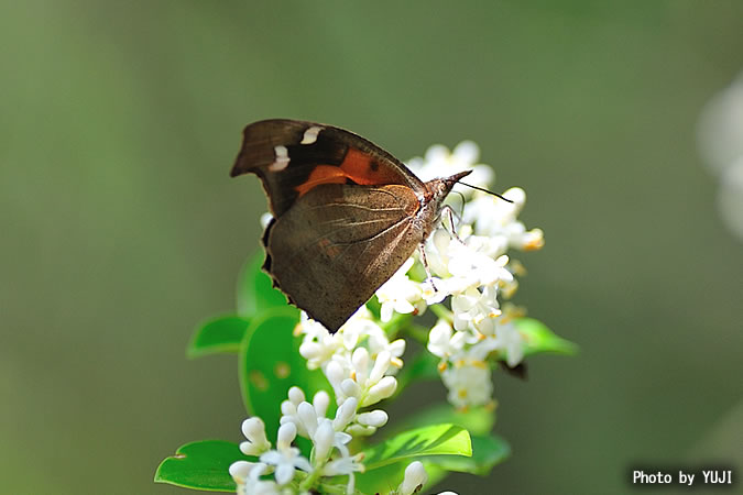 テングチョウ Libythea celtis amamiana