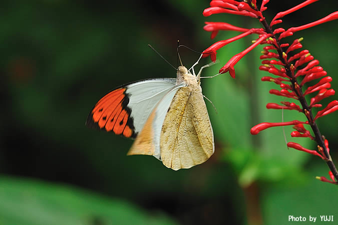 ツマベニチョウ Hebomoia glaucippe