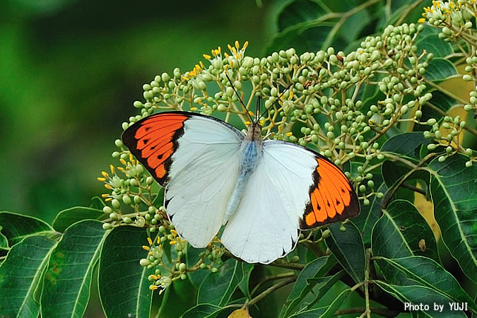 ツマベニチョウ Hebomoia glaucippe