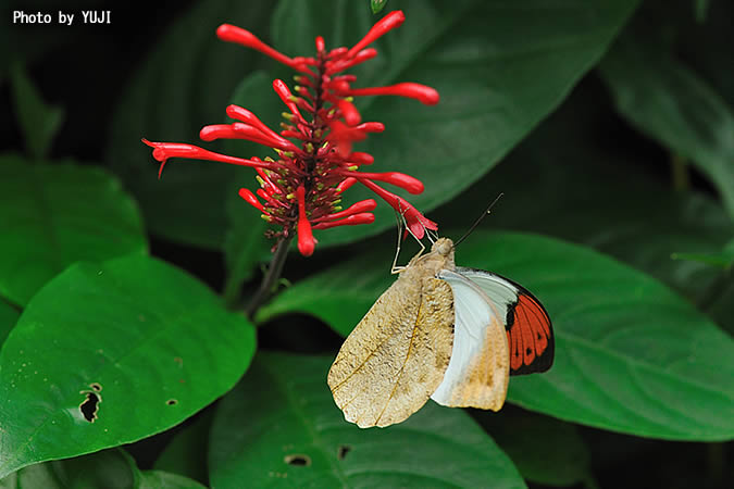 ツマベニチョウ Hebomoia glaucippe