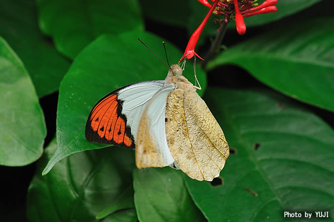 ツマベニチョウ Hebomoia glaucippe