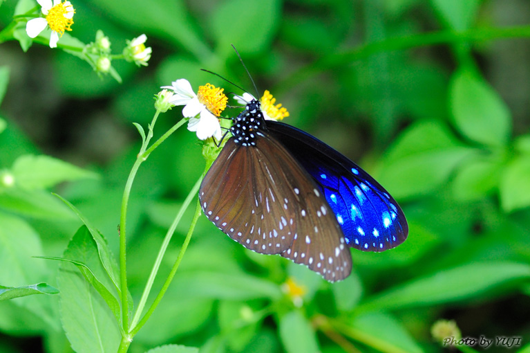 ツマムラサキマダラ Euploea mulciber