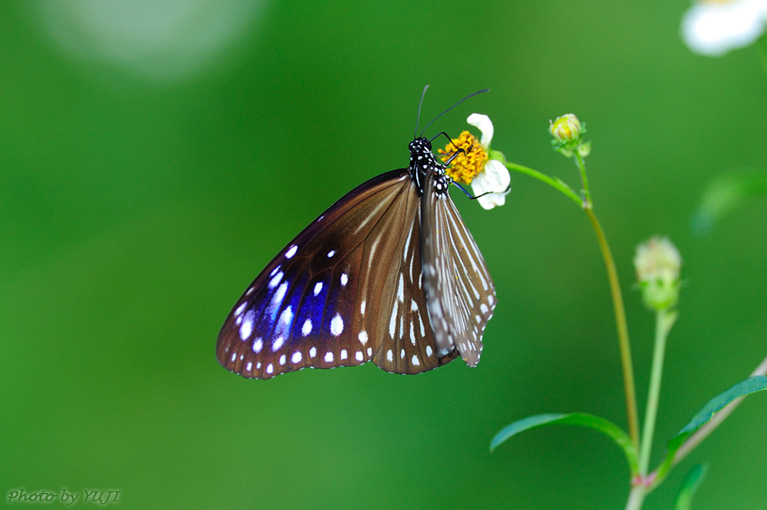 ツマムラサキマダラ Euploea mulciber