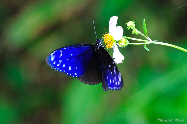 ツマムラサキマダラ Euploea mulciber