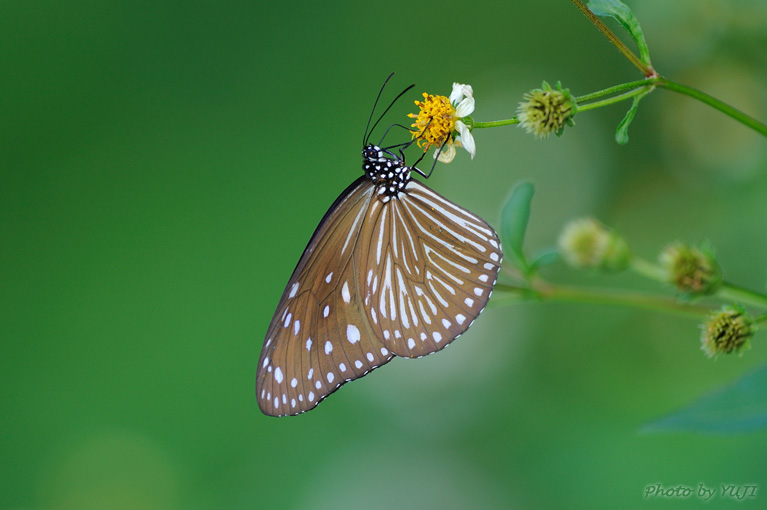 ツマムラサキマダラ Euploea mulciber