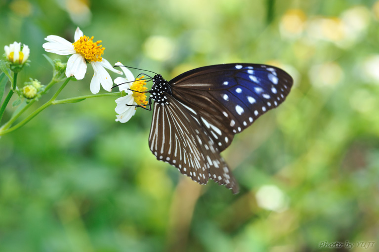 ツマムラサキマダラ Euploea mulciber