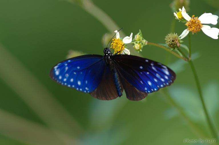 ツマムラサキマダラ Euploea mulciber