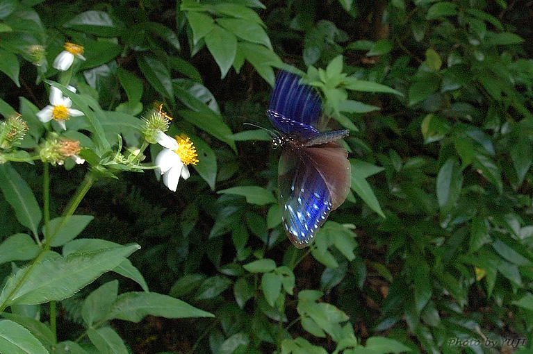 ツマムラサキマダラ Euploea mulciber