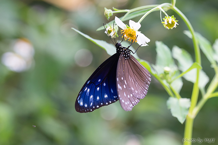 ツマムラサキマダラ Euploea mulciber