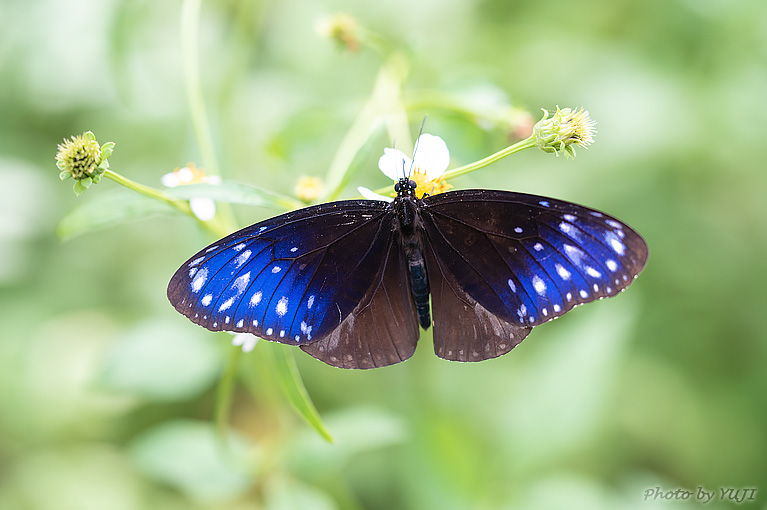 ツマムラサキマダラ Euploea mulciber