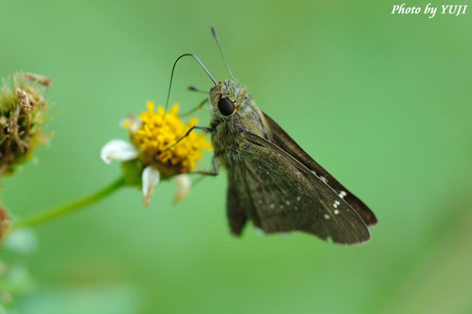 チャバネセセリ Pelopidas mathias