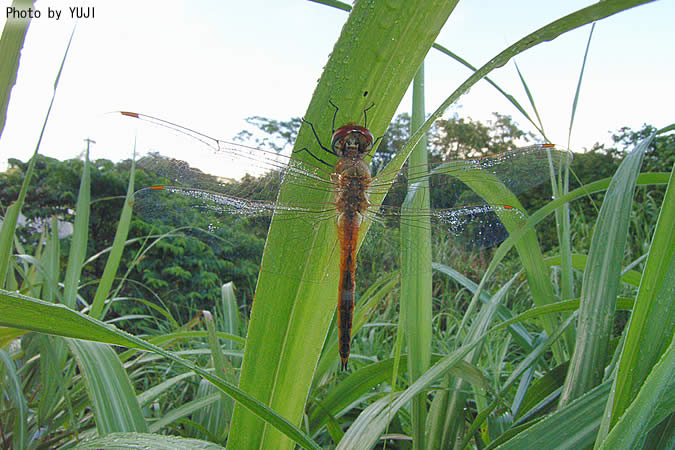 ウスバキトンボ Pantala flavescens