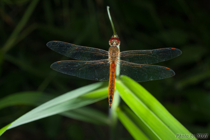 ウスバキトンボ Pantala flavescens