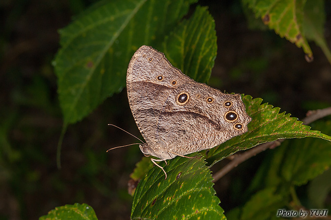 ウスイロコノマチョウ Melanitis leda