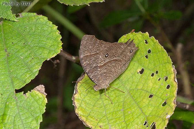 ウスイロコノマチョウ Melanitis leda