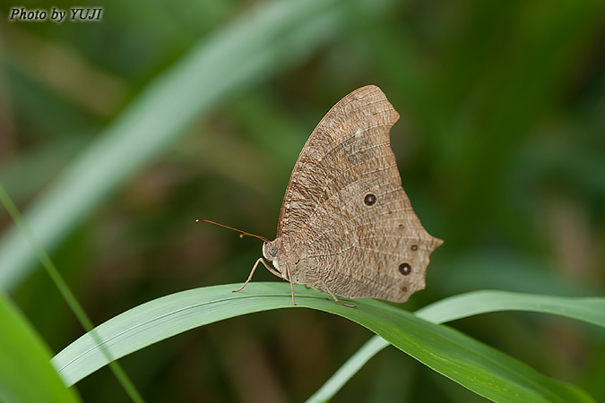 ウスイロコノマチョウ Melanitis leda