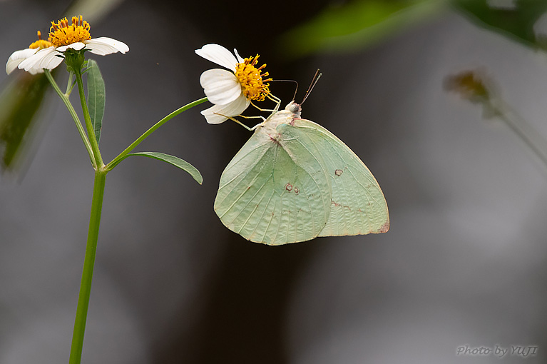 ウスキシロチョウ Catopsilia pomona